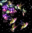 Hummingbird BG