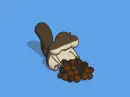 squirrel