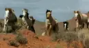 mustangs