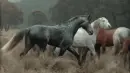 mustangs
