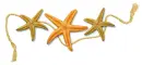Seastar Divider