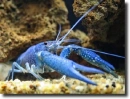blue crab
