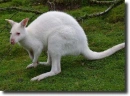 albino kangaroo