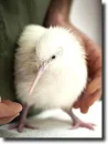 albino kivi