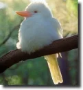 albino kookaburra