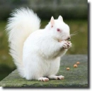albino squirrel