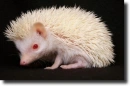 albino hedgehog