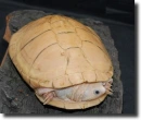 albino turtle