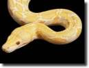 albino piton
