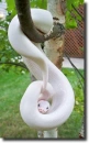 albino piton