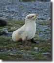 albino phoca