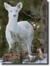 albino deer
