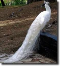 albino peacock