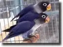 agapornis