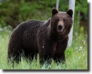brown bear