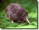 brown kivi