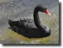 black swan