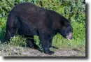 black bear