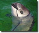 brown dolphin