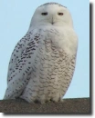 snow owl