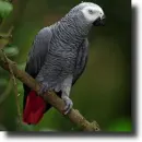 african grey parrot