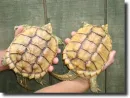 albino turtles