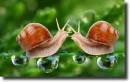brown snails