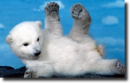 polarbear