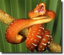 orange snake