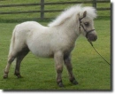 pony
