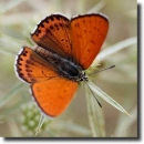 red butterfly