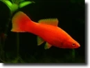 red fish