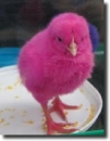 pink chick