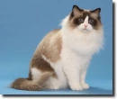 ragdoll