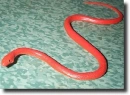 red snake