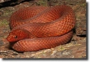 red snake