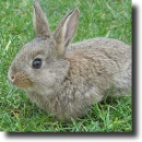 grey rabbit