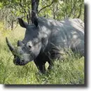 grey rhinoceros