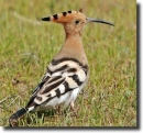 upupa