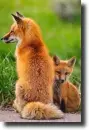 red fox
