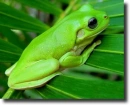 green frog
