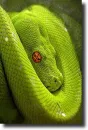 green snake