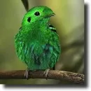 green bird
