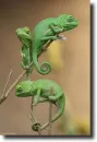 green chamaleons