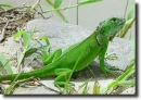 green agama