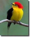 color pipra