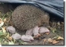 hedgehog family