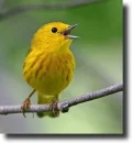 yellow bird