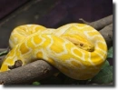 yellow snake