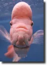 pink dolphin